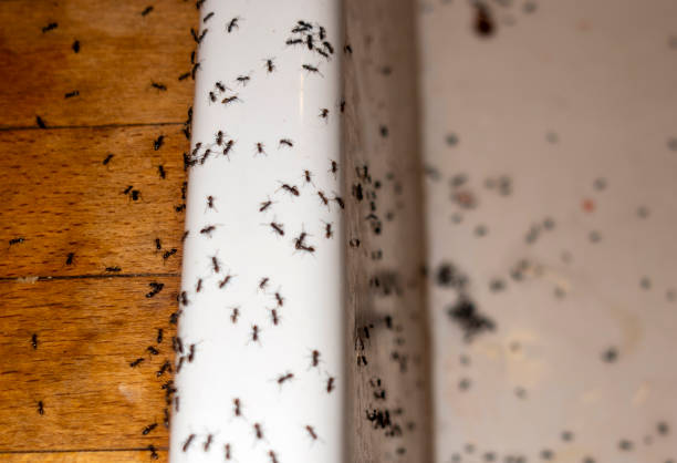 Bird Control in Orangevale, CA